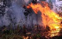 Polisi Segel 15 Hektare Gambut Terbakar di Rohil